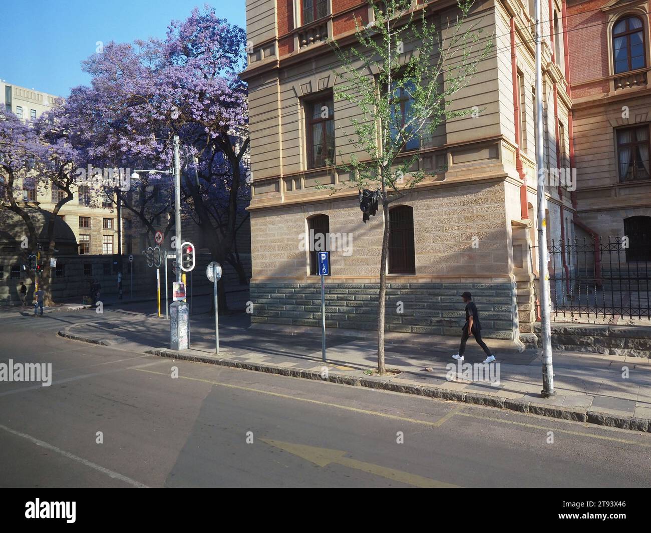 Madiba street in Pretoria, Gauteng, South Africa, with purple jacaranda tree. Stock Photo