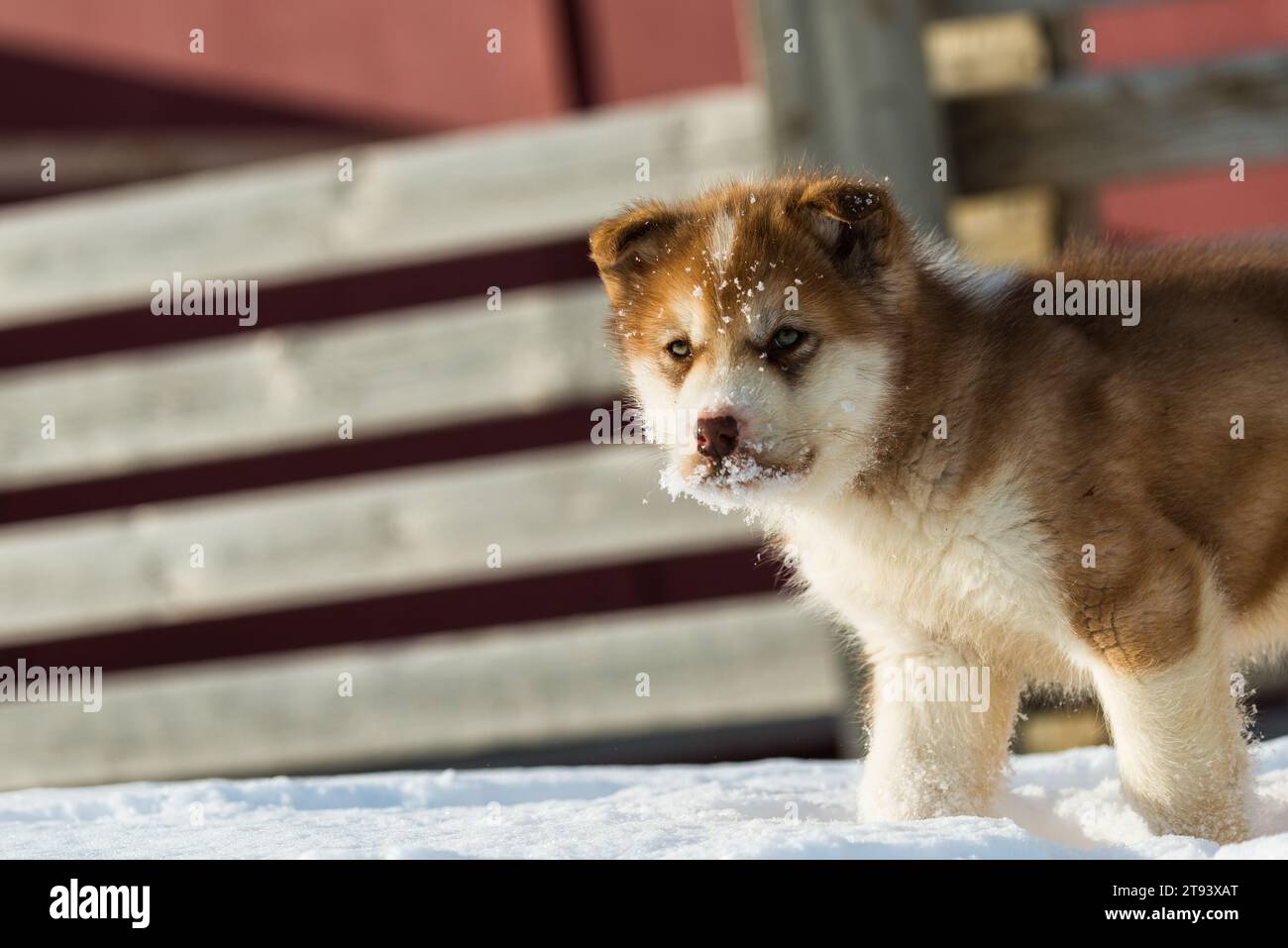 Playful puppy enjoying the snowy winter in Greenland Stock Photo