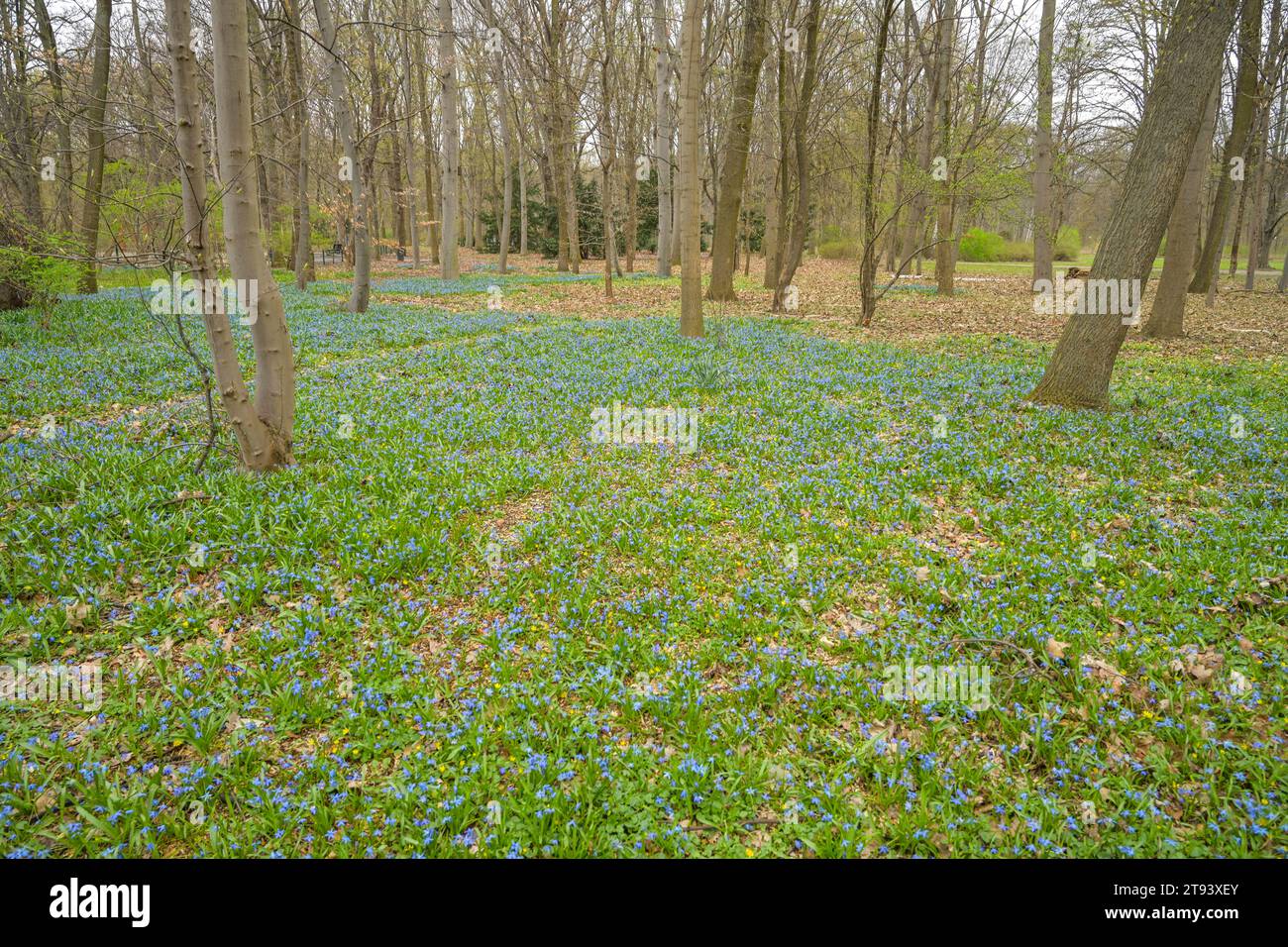 Bodendecker Blauer Stern Isotoma fluviatilis, Park, Großer Tiergarten