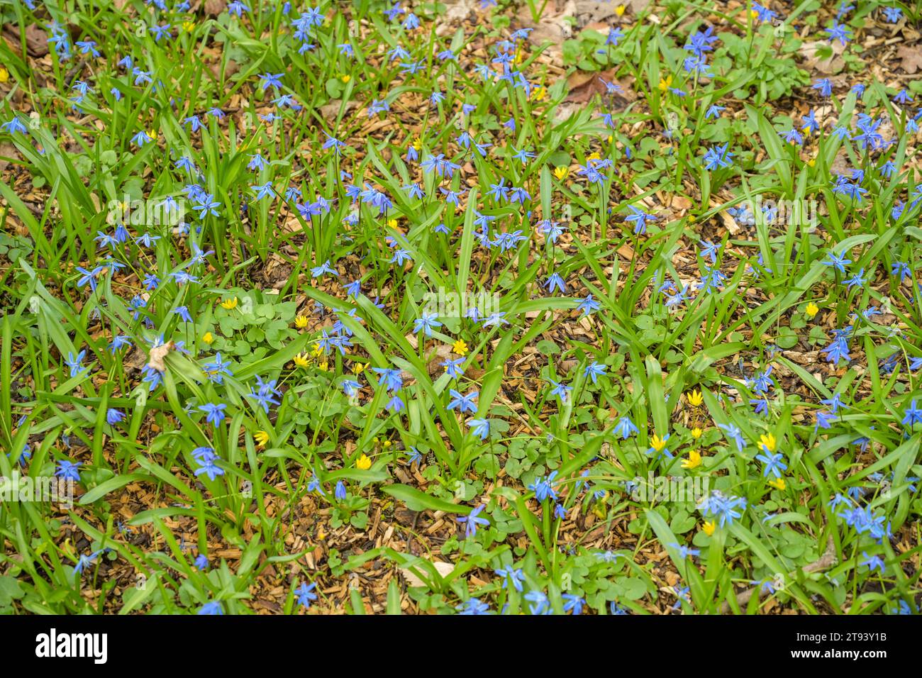 Bodendecker Blauer Stern Isotoma fluviatilis, Park, Großer Tiergarten