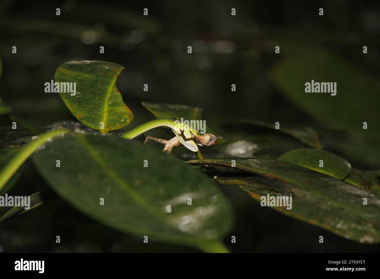 Green pit vipers snake on tree and Hunt the Chameleon in sri lanka Stock Photo