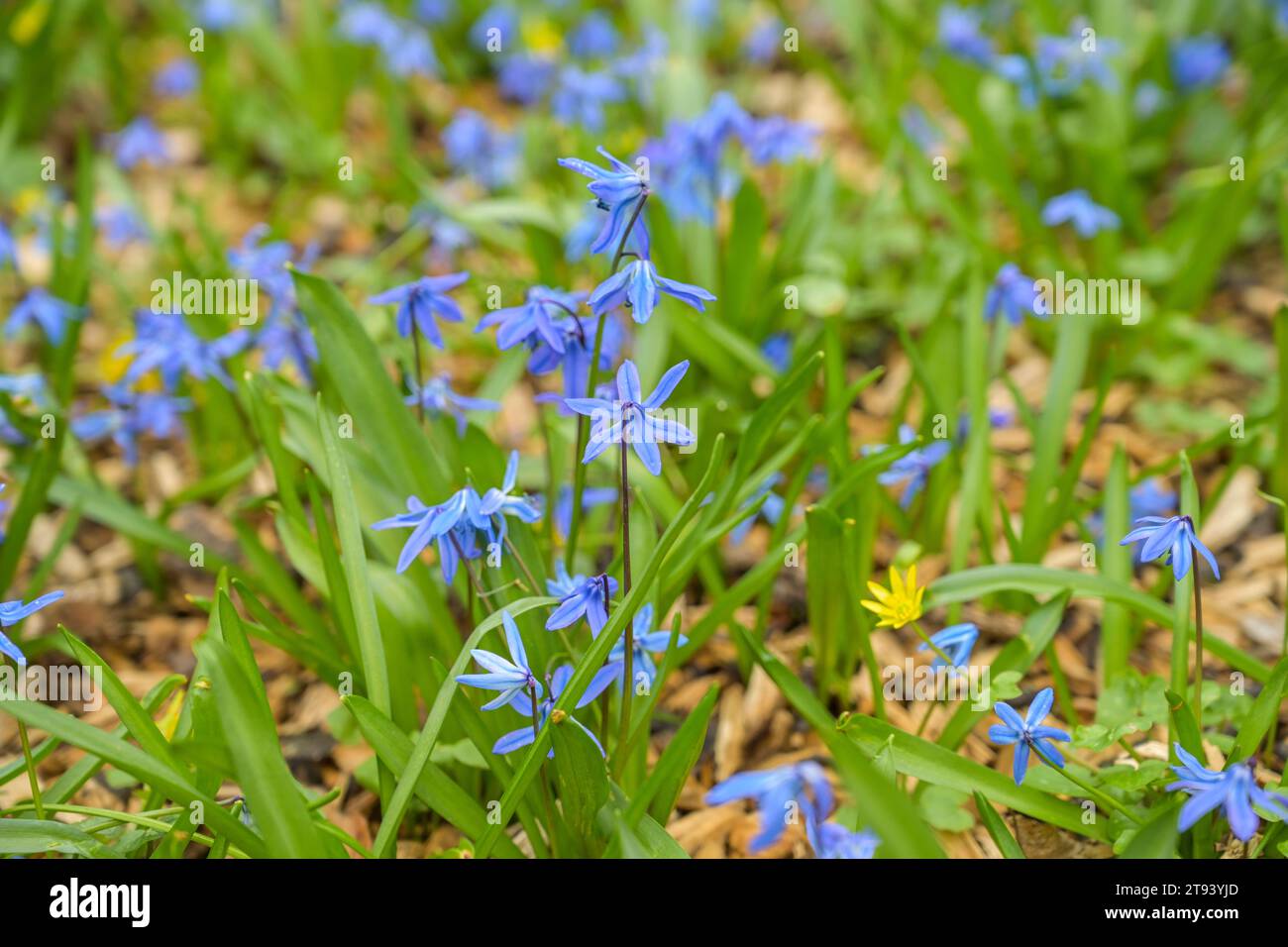 Bodendecker Blauer Stern Isotoma fluviatilis, Park, Großer Tiergarten