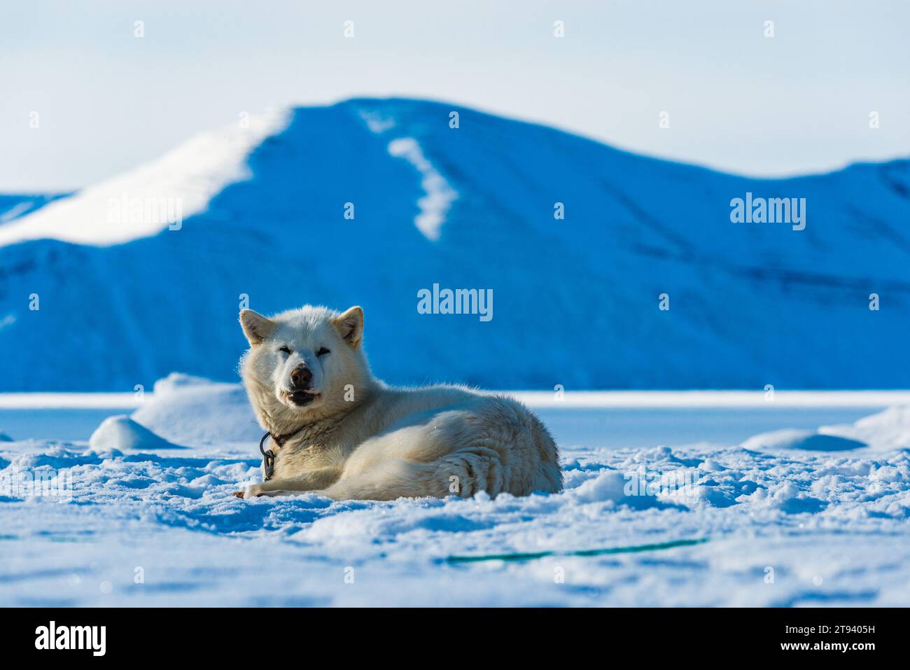 A Greenland dog lying down in the snow with mountain scenery. Stock Photo
