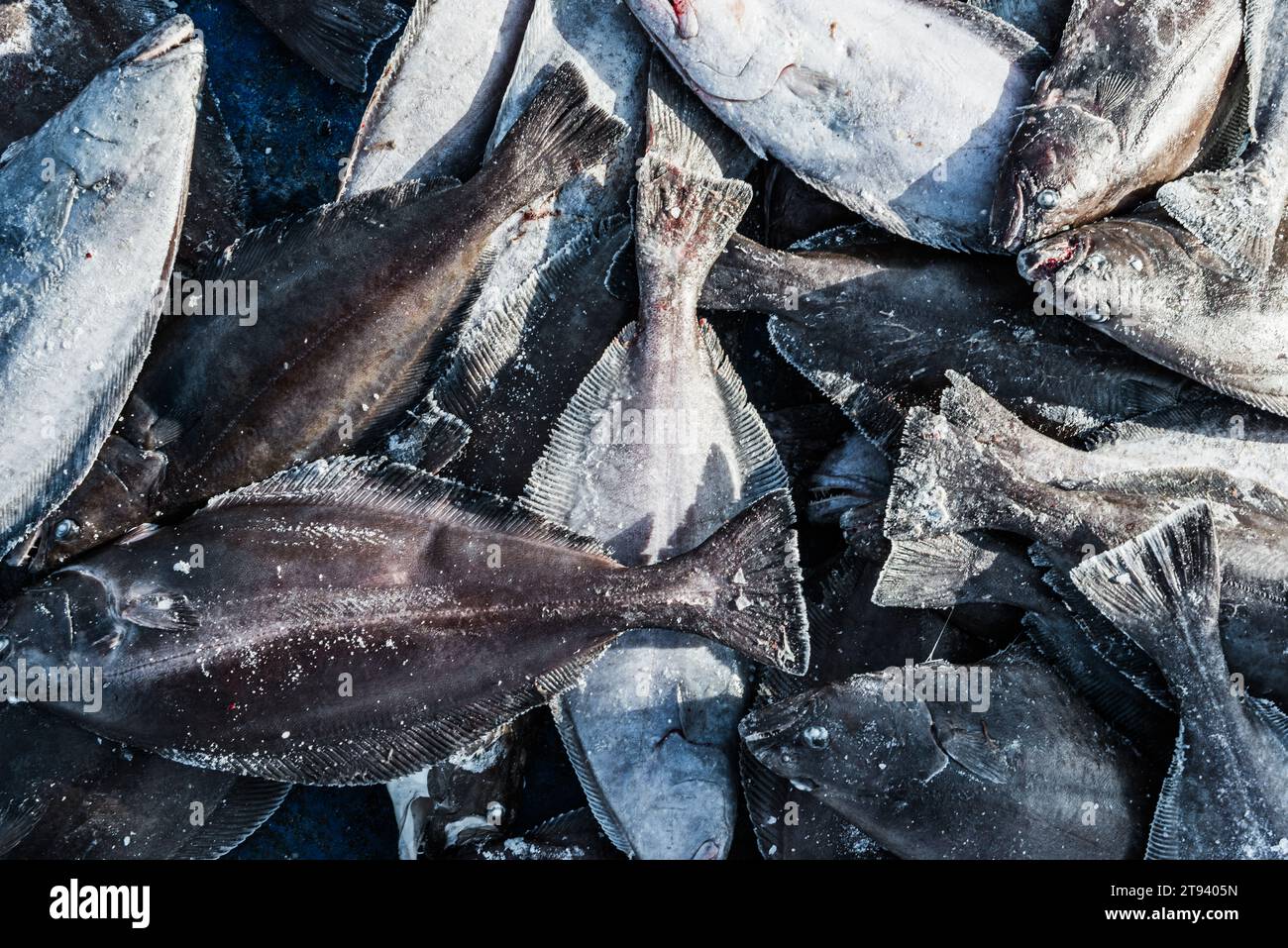 Close-up of frozen fish at Qaanaqq, Greenland Stock Photo