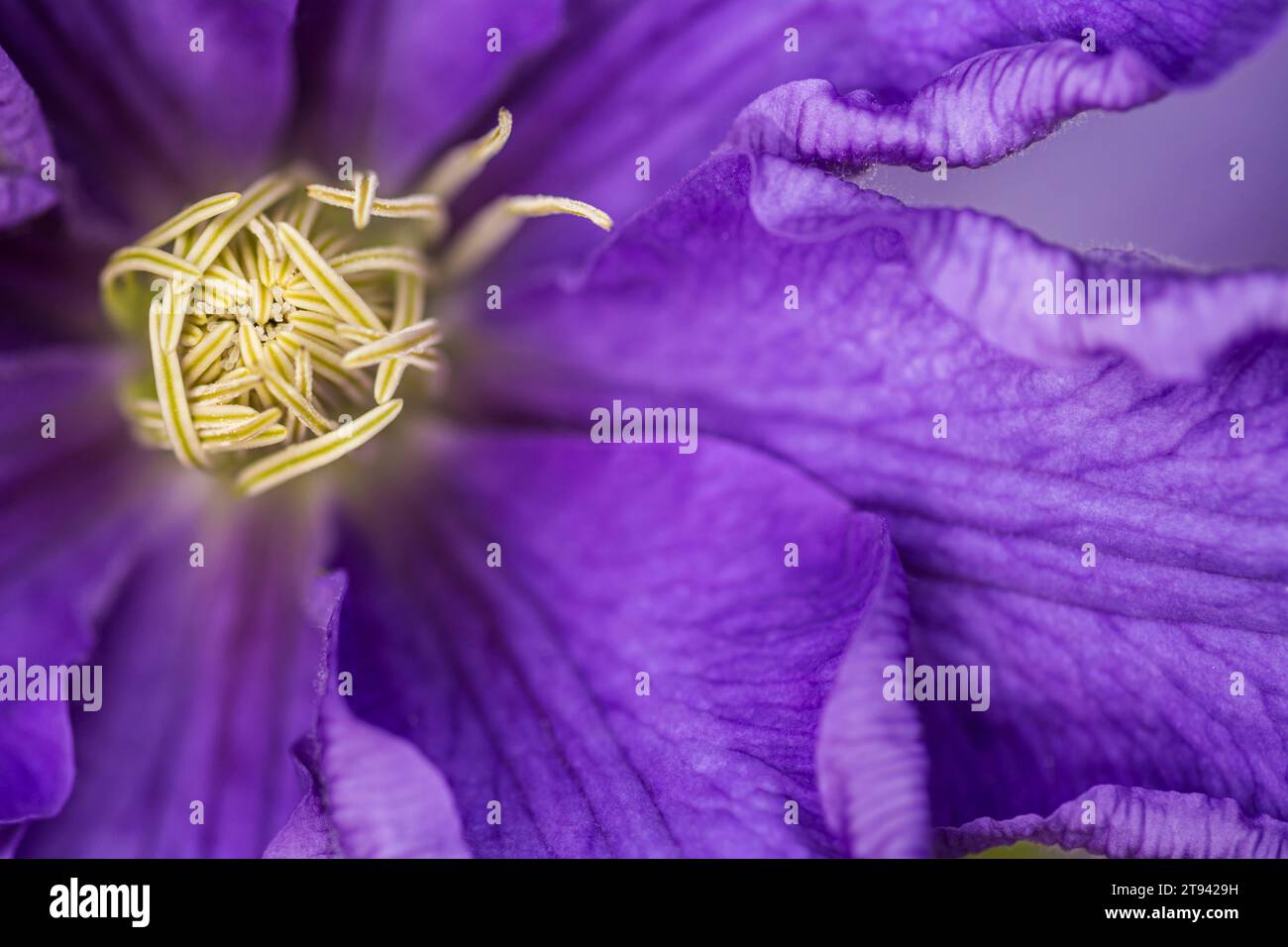 Clematis Lasurstern, Ranunculaceae, close up of an opening purple flower & stamens with pollen, June Stock Photo