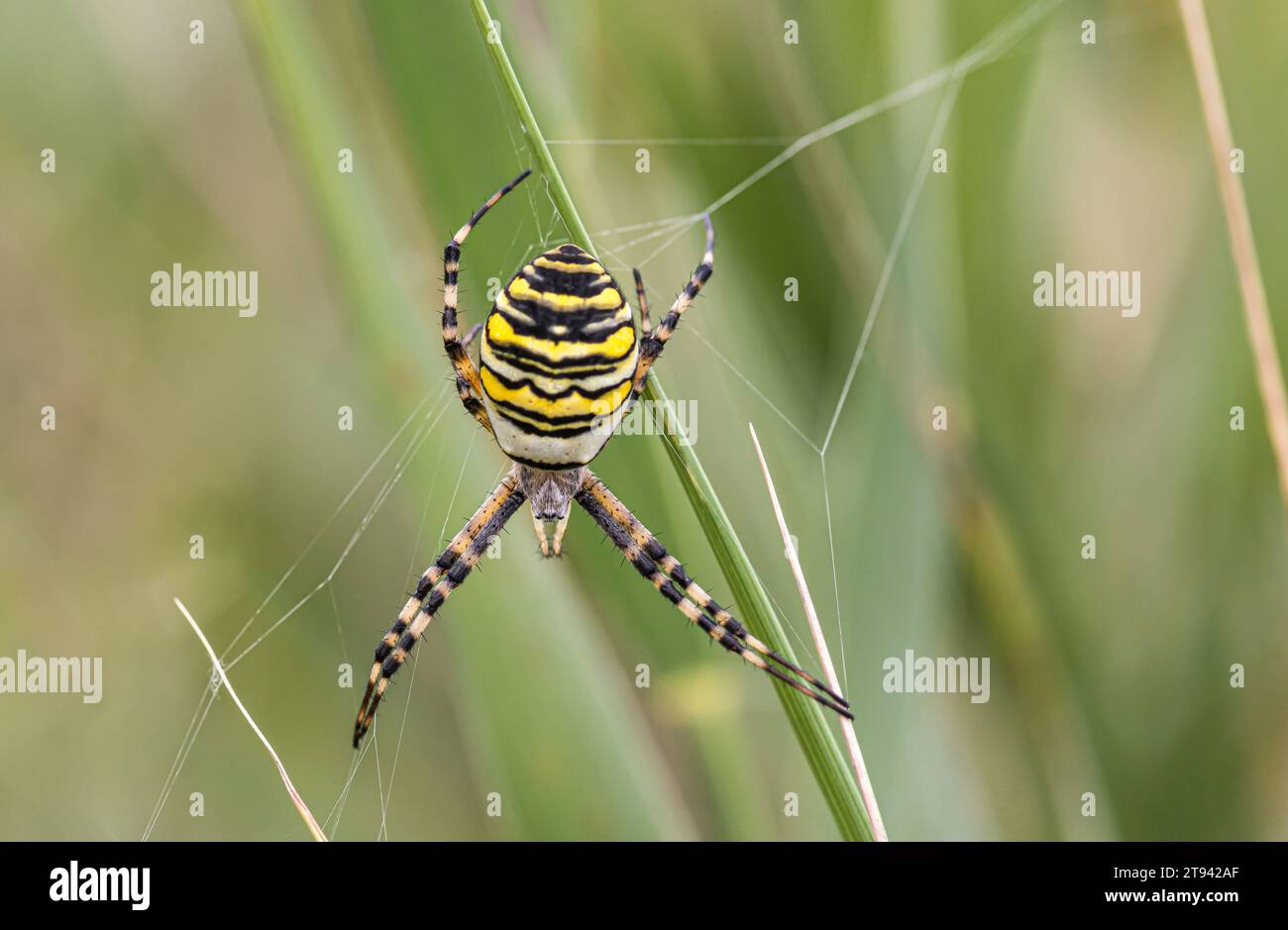 Female Wasp spider on her web in reeds, RSPB Minsmere reserve, Suffolk, August Stock Photo