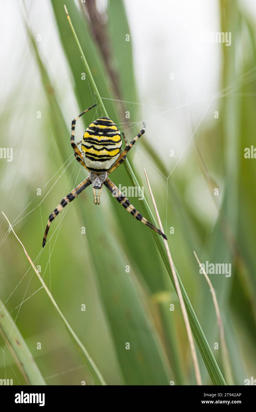 Female Wasp spider on her web in reeds, RSPB Minsmere reserve, Suffolk, August Stock Photo
