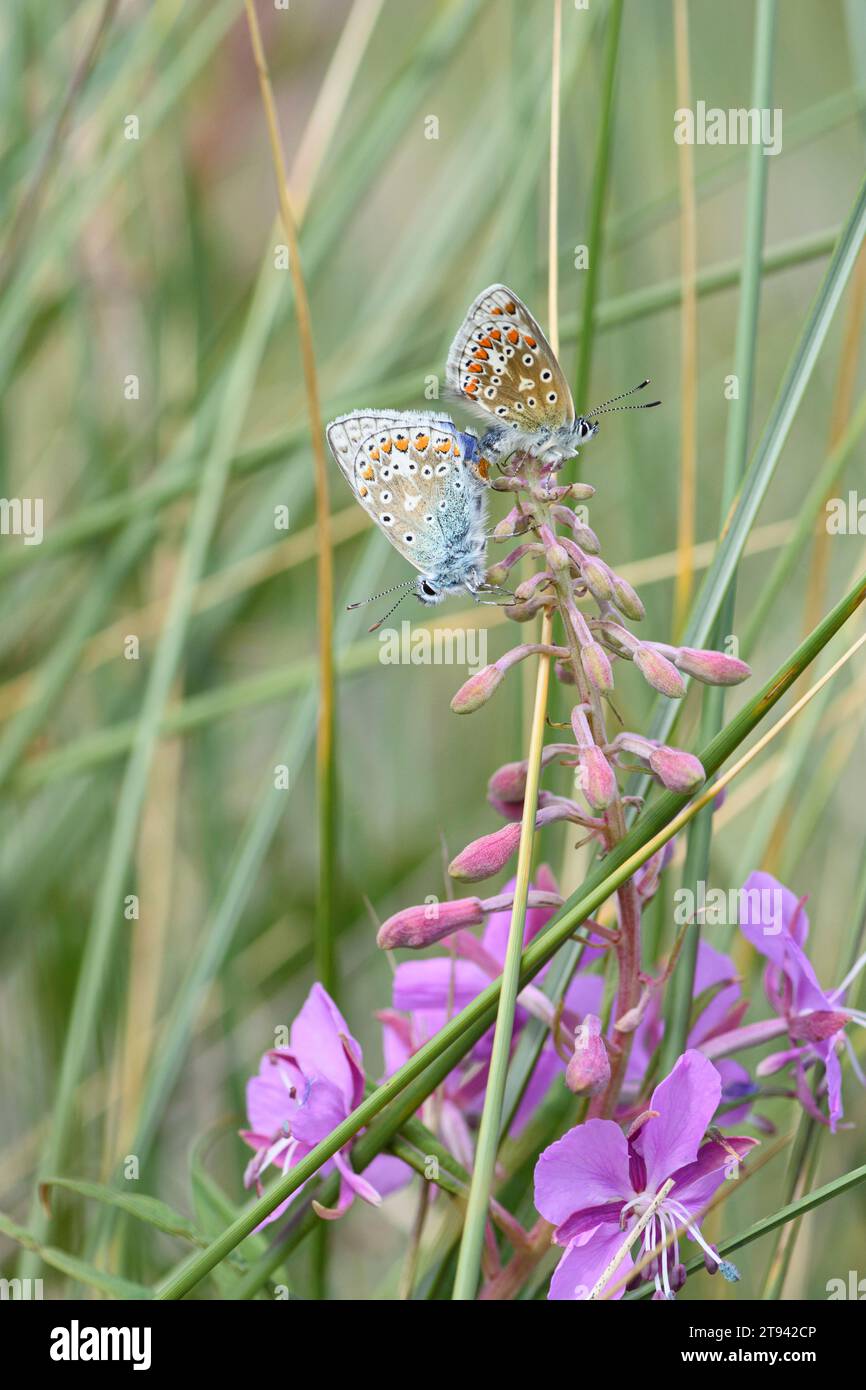Female Common Blue Polyommatus icarus,  perching on a seed head in grassland at RSPB Saltholme Dorman's Pool, Teesside, August Stock Photo
