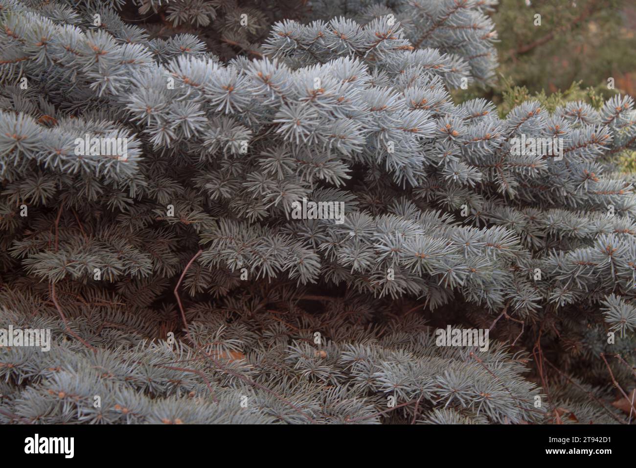Pine tree Stock Photo