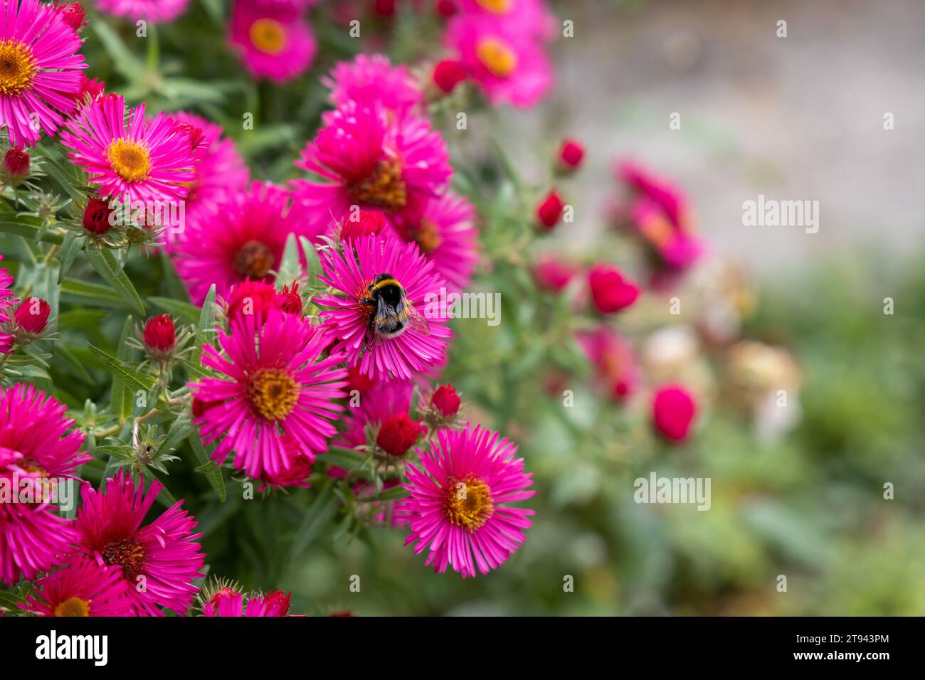 a bumblebee in summer on a pink flower collects pollen Stock Photo