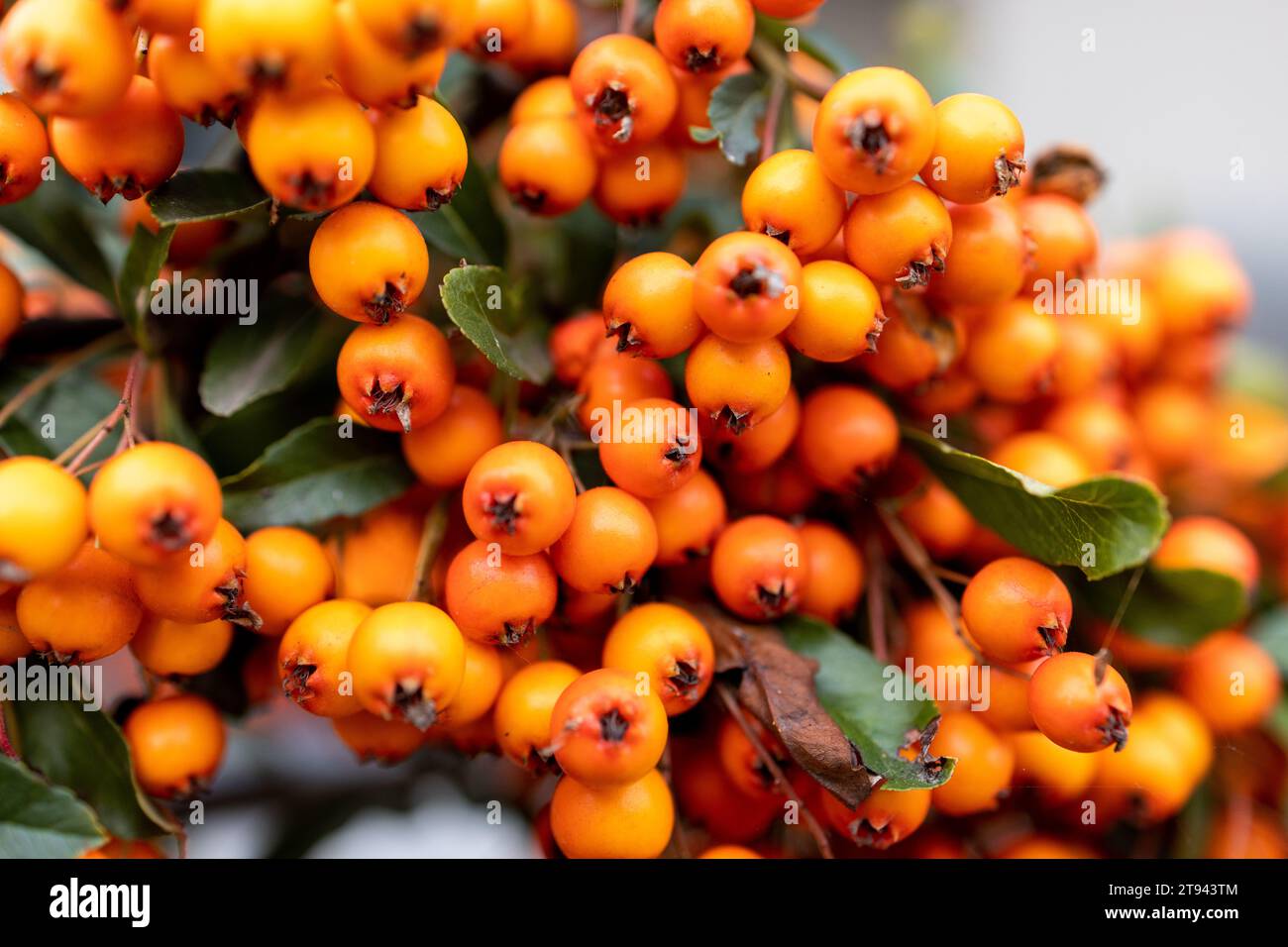 tree of seabuckthorn with ripe berries on the branches Stock Photo