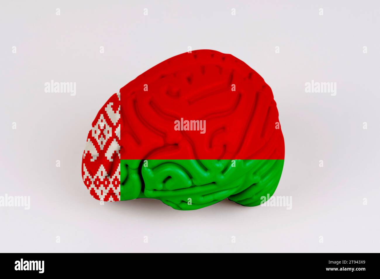 On a white background, a model of the brain with a picture of a flag - Belarus. Close-up Stock Photo