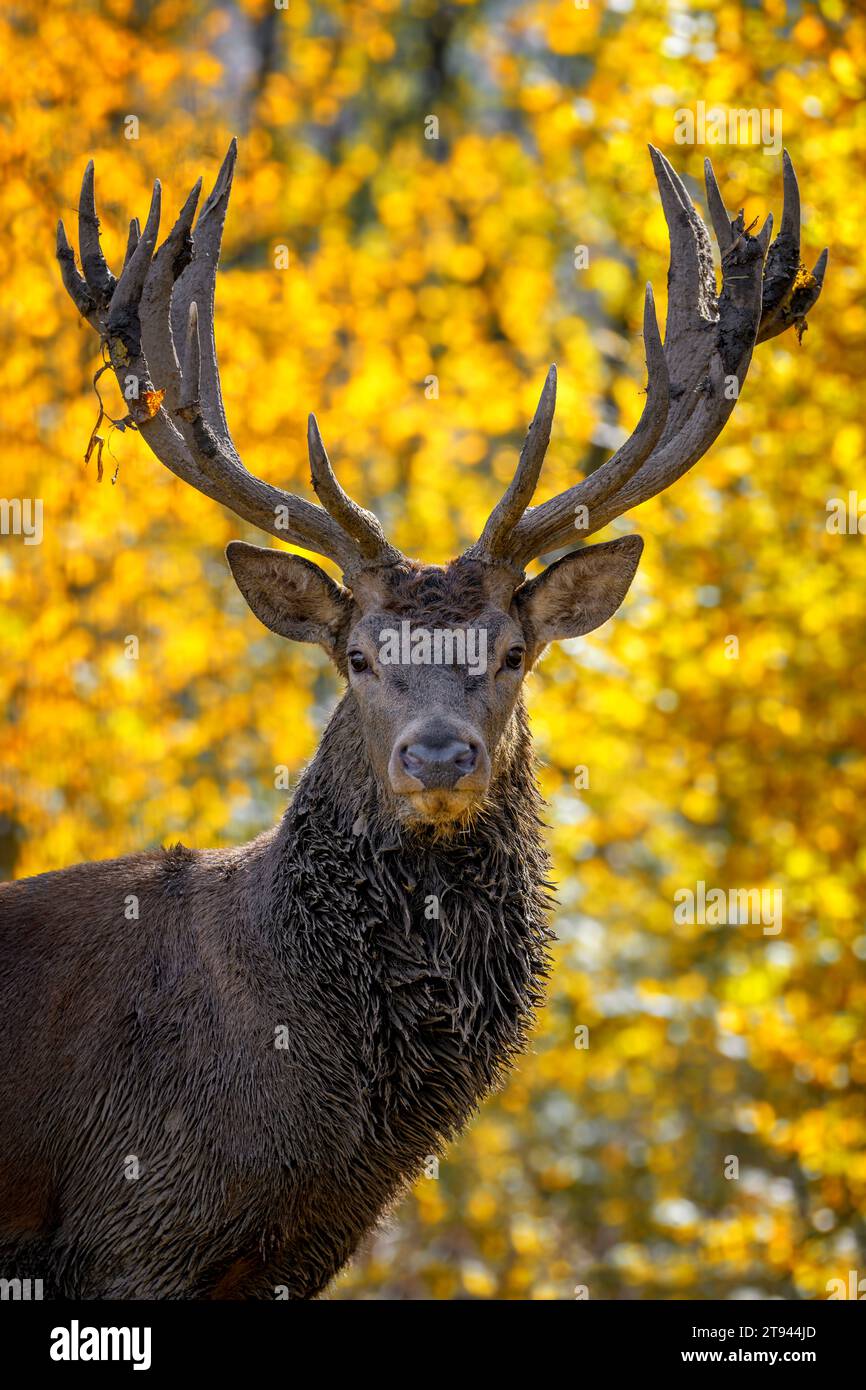 Majestic portrait deer with big horns stag in autumn forest. Wildlife scene from nature Stock Photo