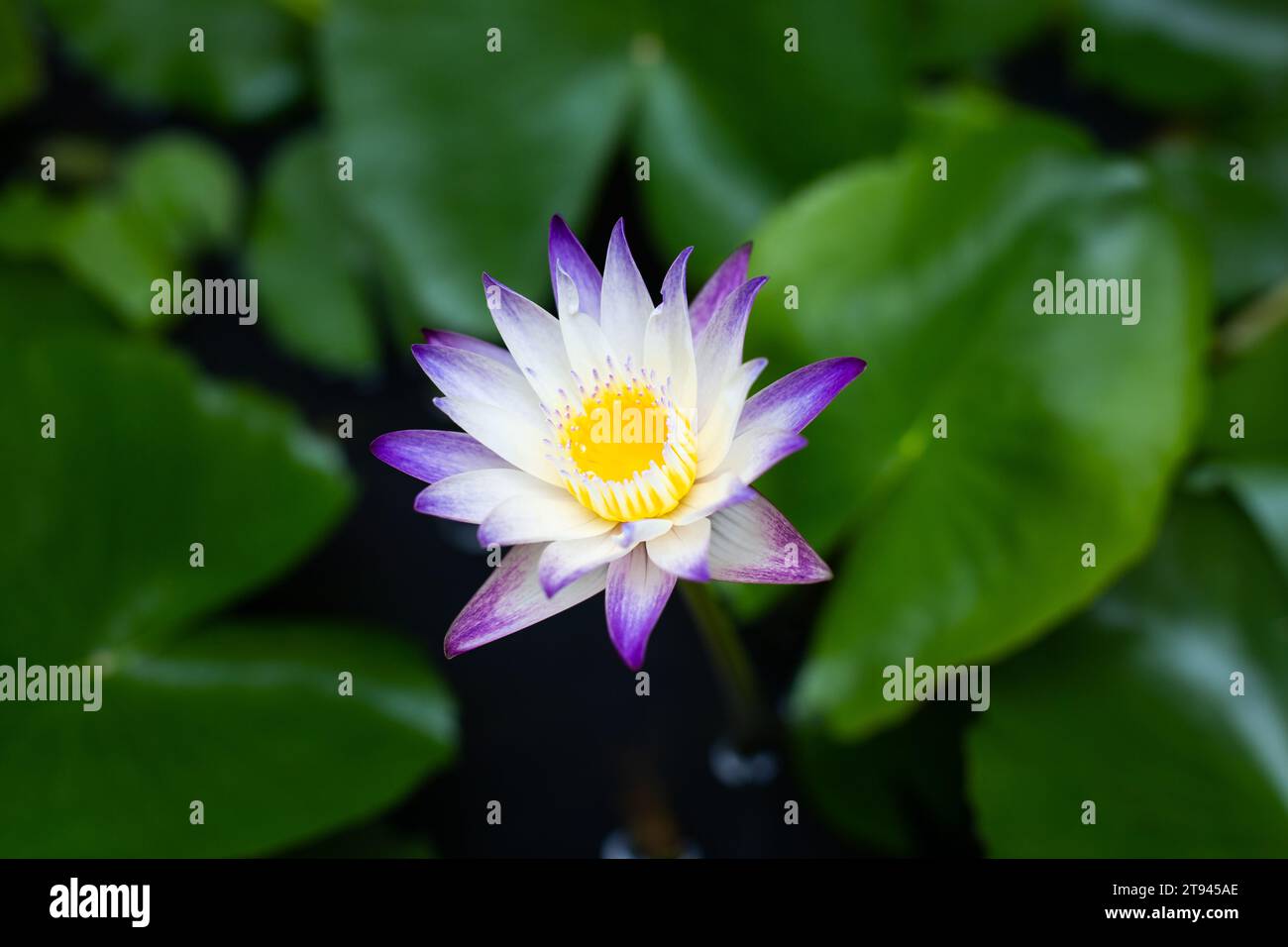 A water lily with a lilac border surrounded by green leaves blooms in a pond. Stock Photo