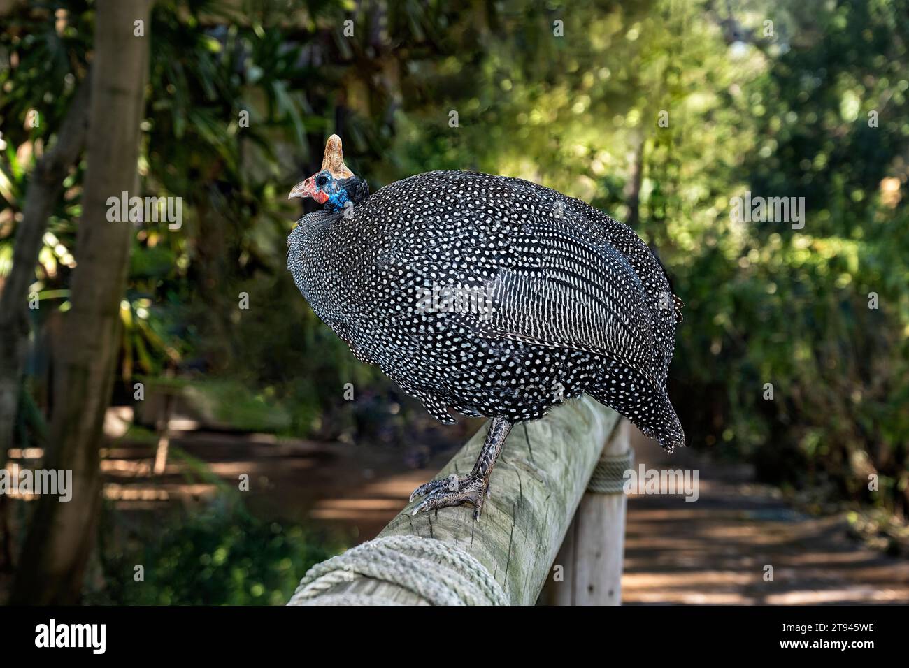 Helmeted Guinea fowl (numida meleagris) standing on a fence in forest. A large bird with gray black plumage speckled with white. It is terrestrial and Stock Photo