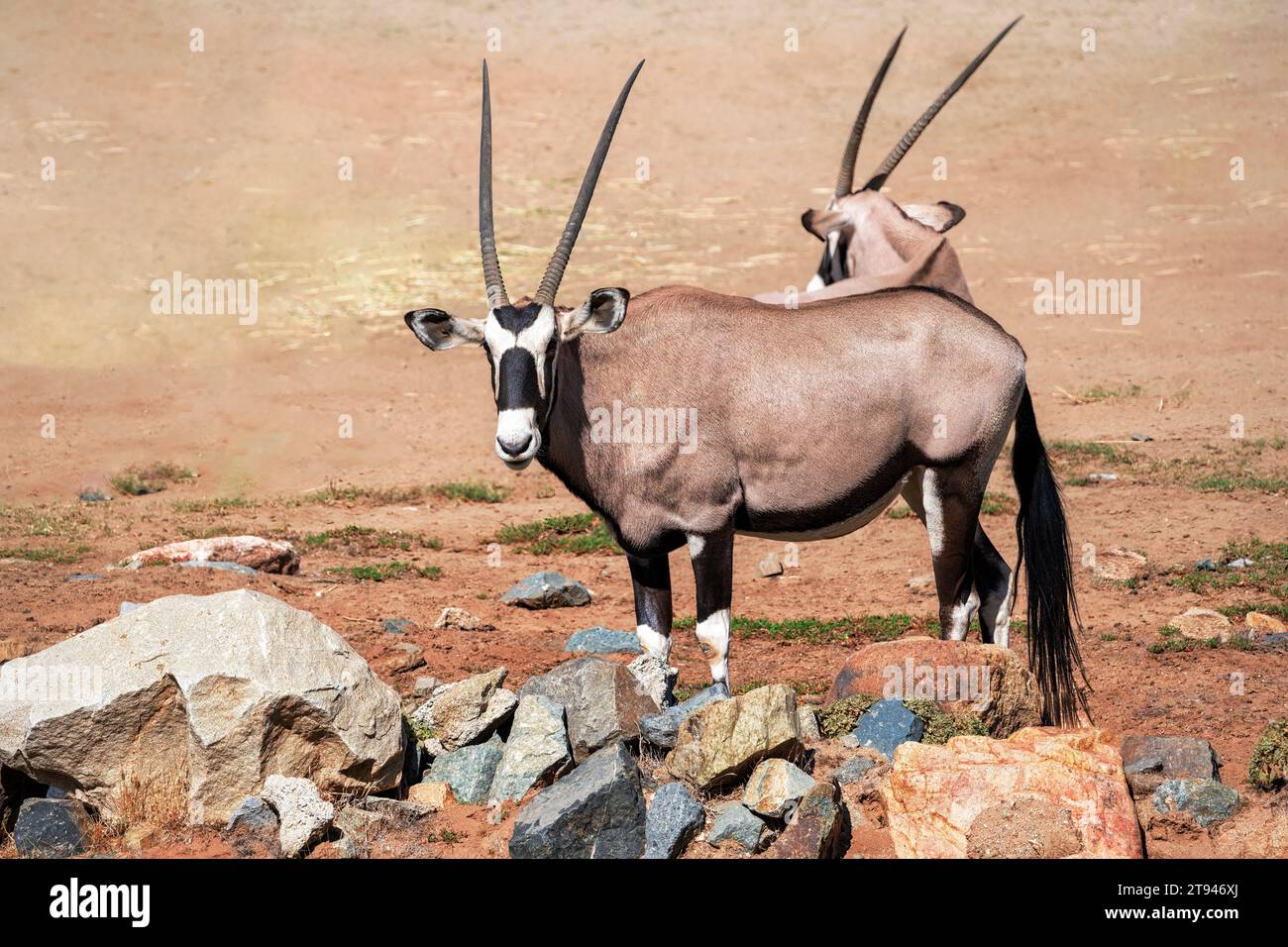 Gemsbok Or South African Oryx Oryx Gazella A Large Antelope Endemic 