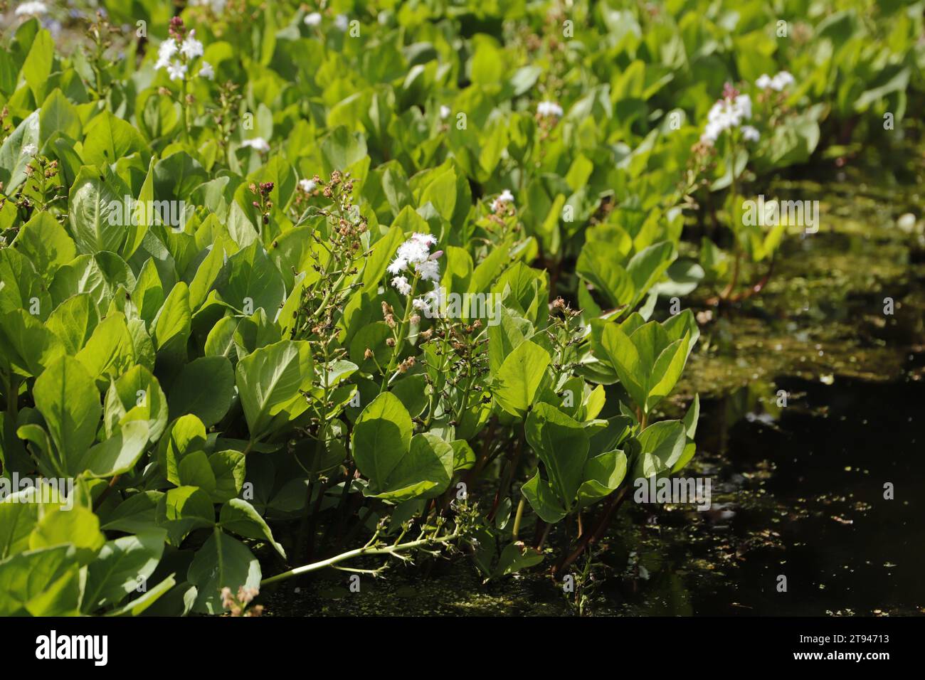 mallotus japonicus plant with white flowers Stock Photo