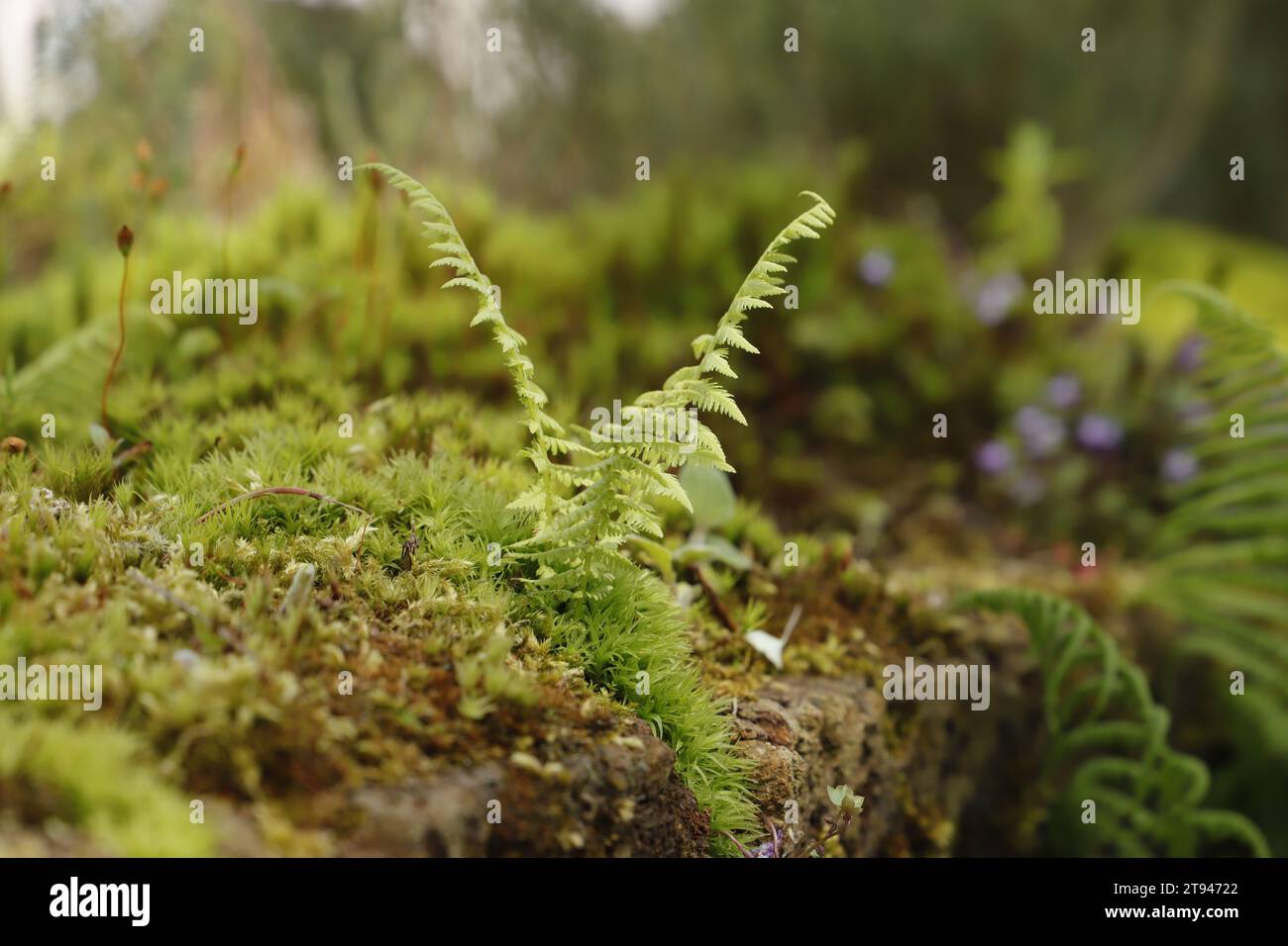 Fern grows on moss Stock Photo