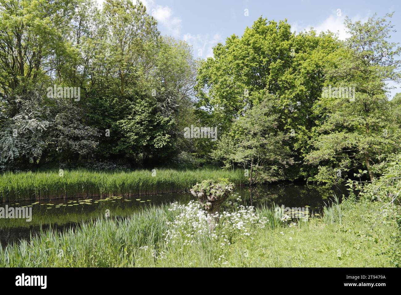 Dutch landscape in the spring. Canal with trees reflection in the water Stock Photo