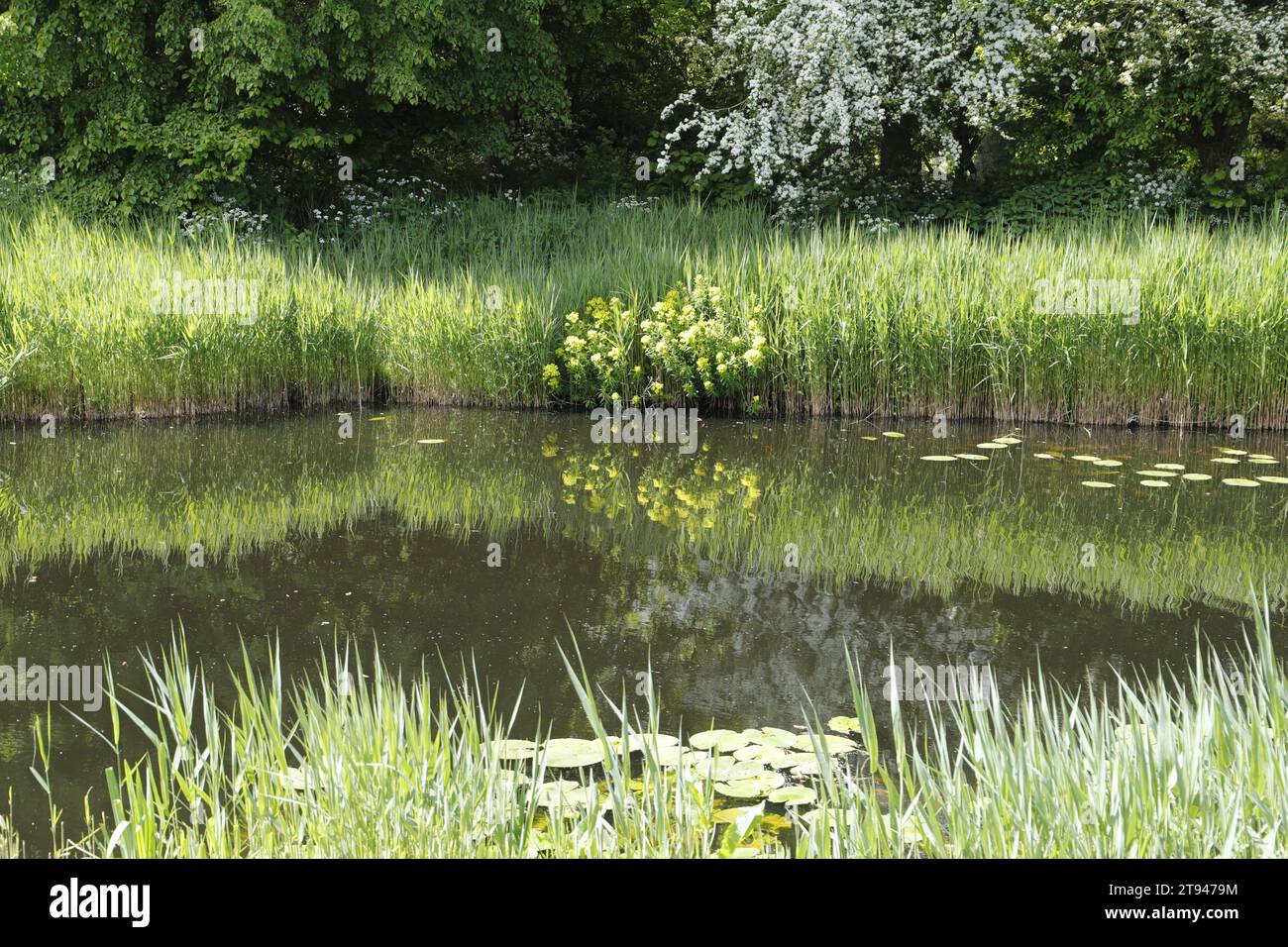 Dutch landscape in the spring. Canal with trees reflection in the water Stock Photo