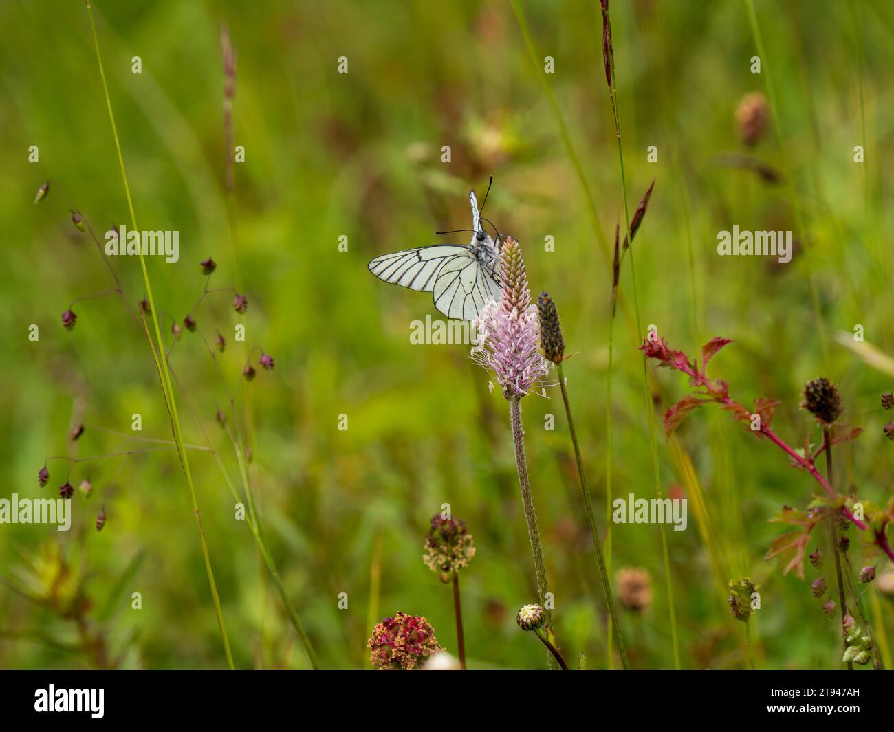 A Black-veined White Butterfly. It went extinct in the Uk in 1925. This