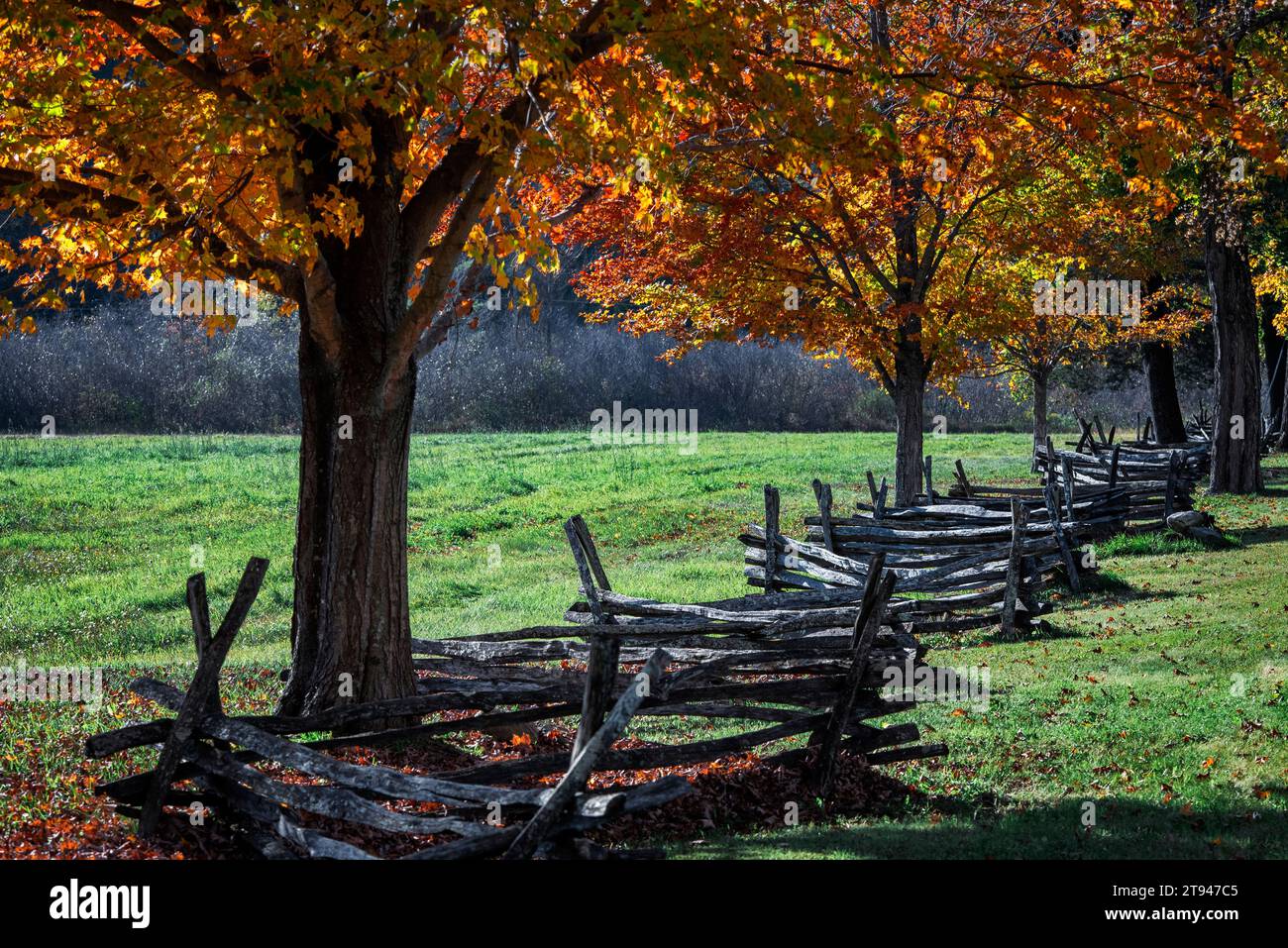 Antique split rail fence along a stand of autumn maple tree. Stock Photo