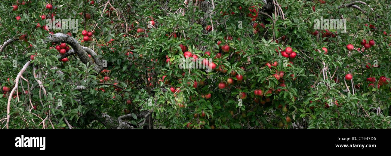 Ripe apples ready for harvest. Stock Photo