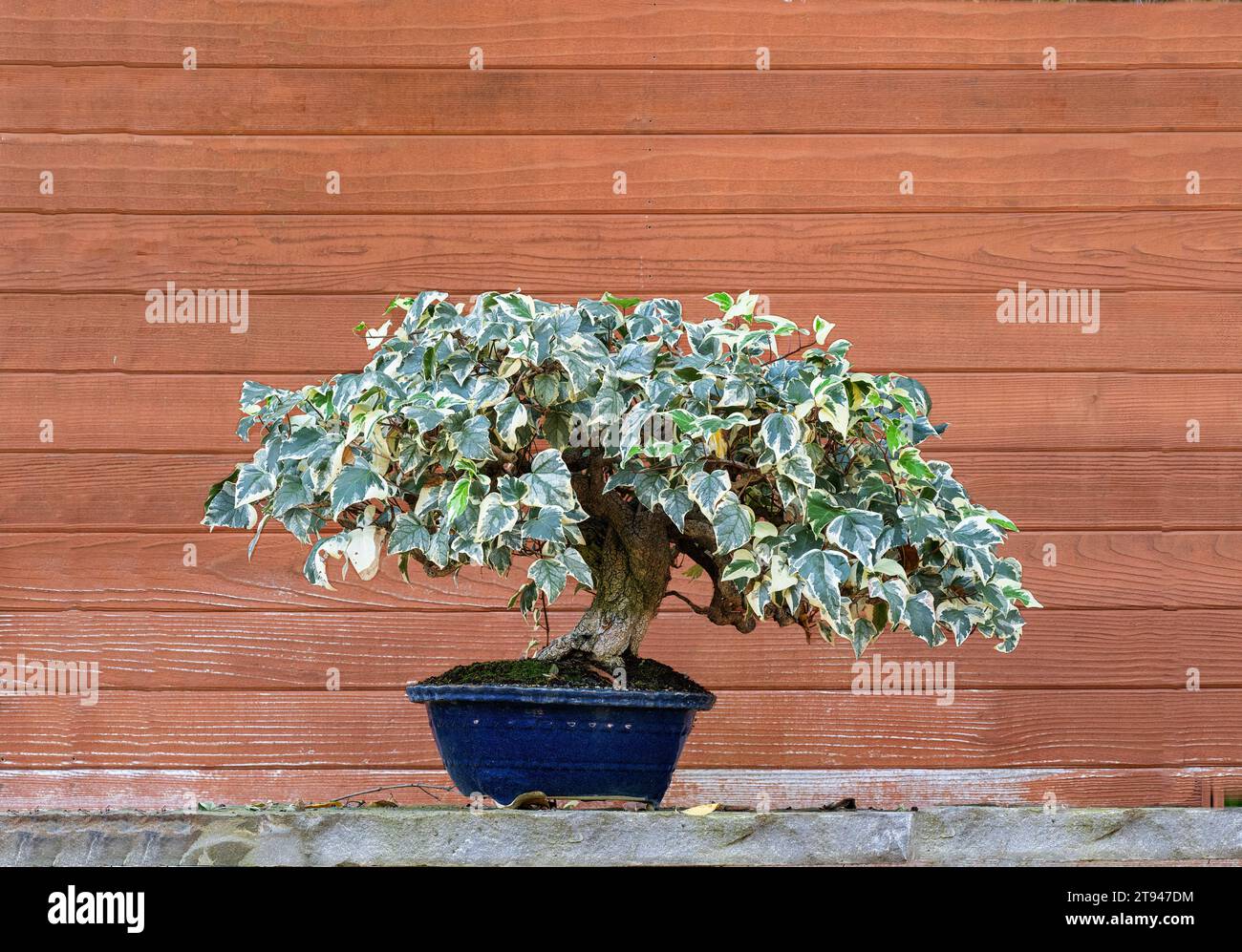 Miniature ivy hi-res stock photography and images - Alamy