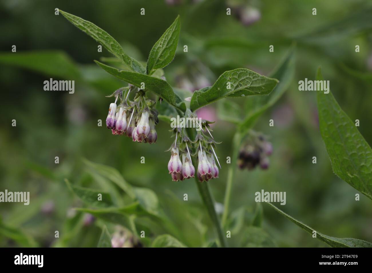Common comfrey. or Symphytum officinale is a plant used in herbal medicines Stock Photo