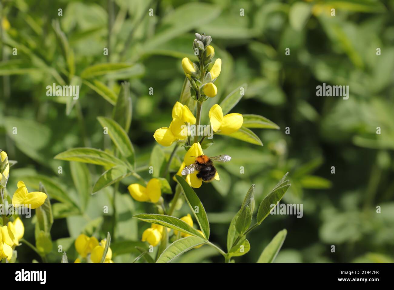 yellow coronilla flowers with honey bee Stock Photo