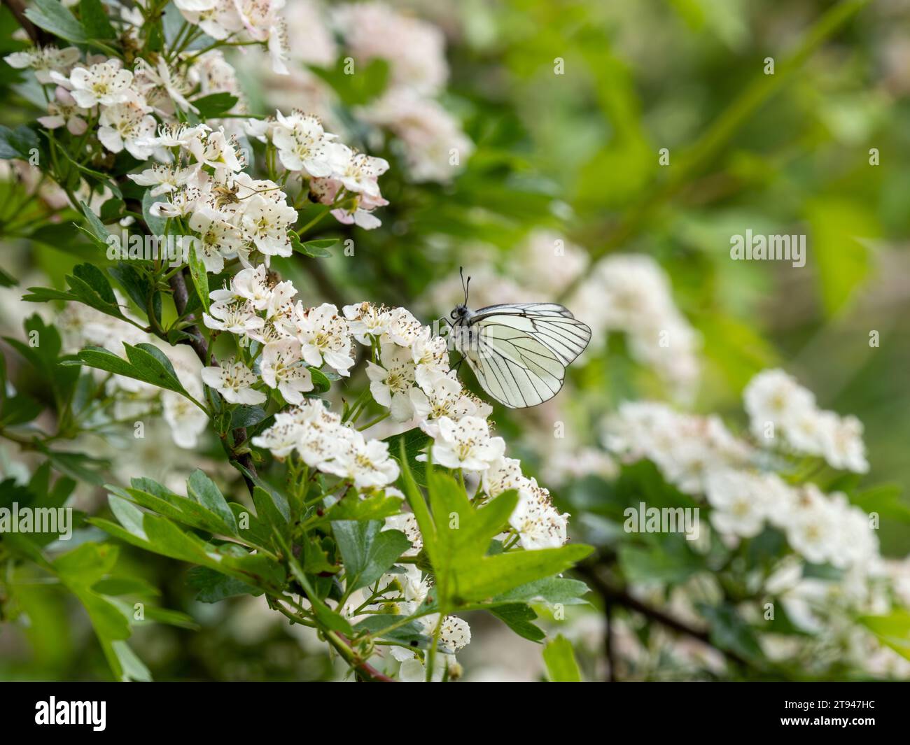 A Black-veined White Butterfly. It went extinct in the Uk in 1925. This