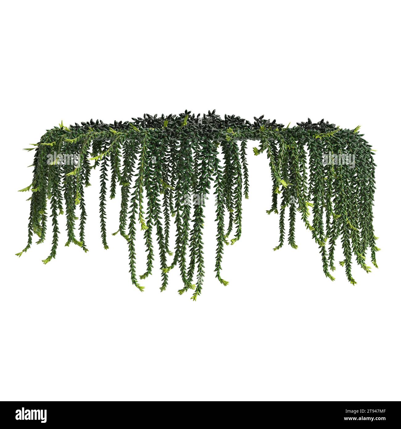 3d illustration of hanging plant isolated on white background Stock Photo