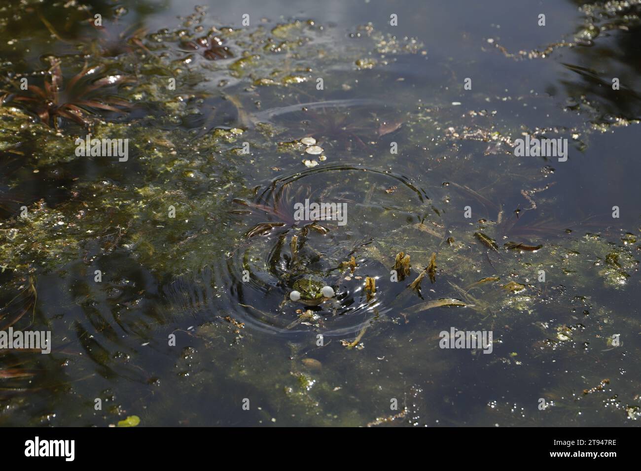 Croaking frog in a pond Stock Photo