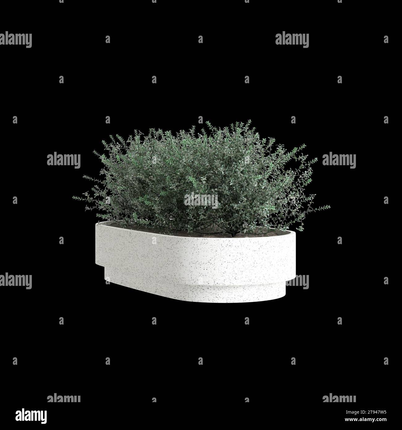 3d illustration of houseplant Leucophyllum Frutescens isolated on black background Stock Photo