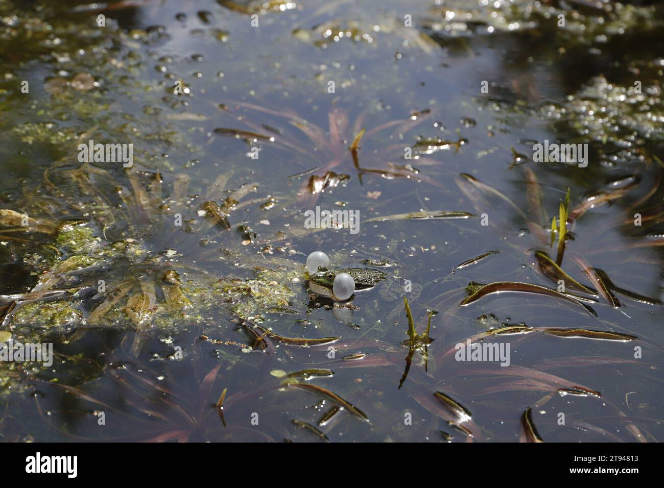 Croaking frog in a pond Stock Photo