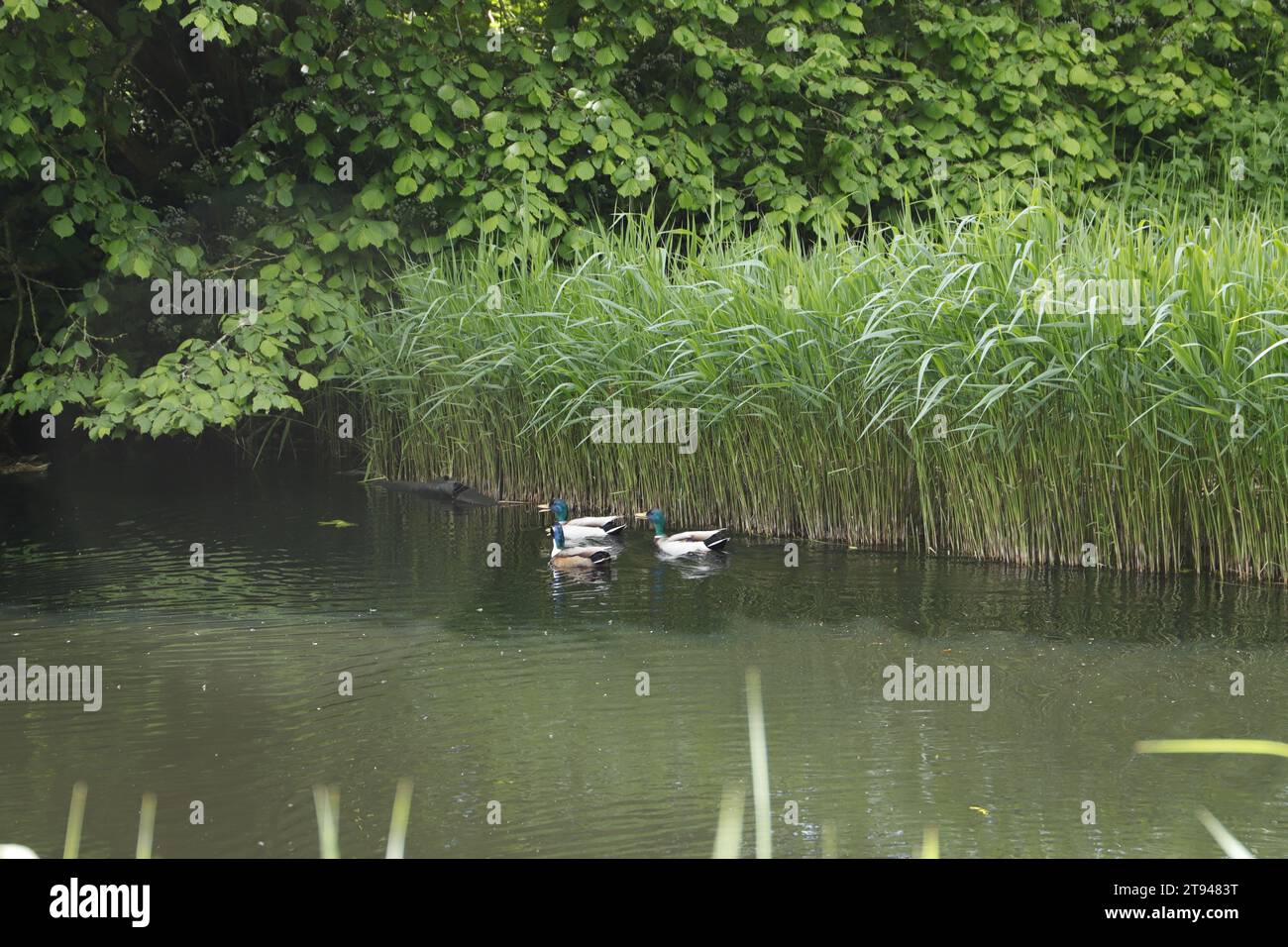 Wild ducks swimming in a canal in the Netherlands Stock Photo