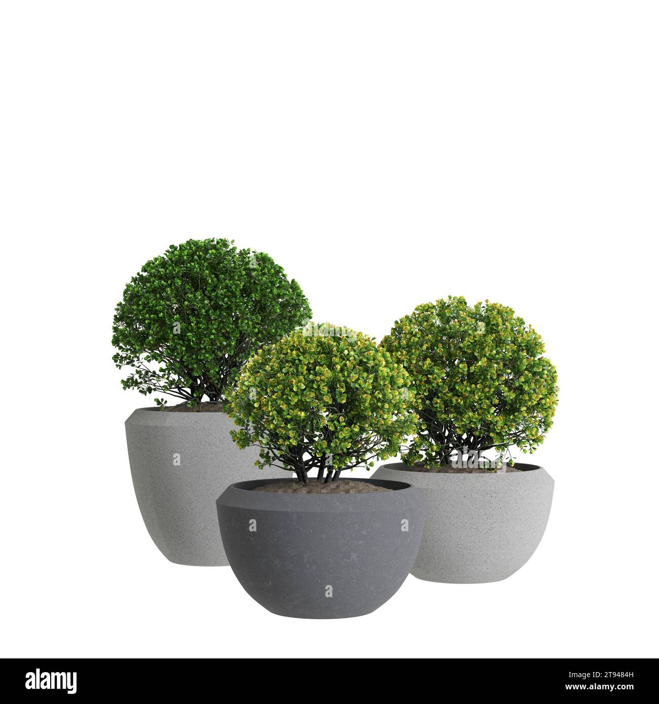 3d illustration of set houseplant Euonymus Japonicus isolated on white background Stock Photo