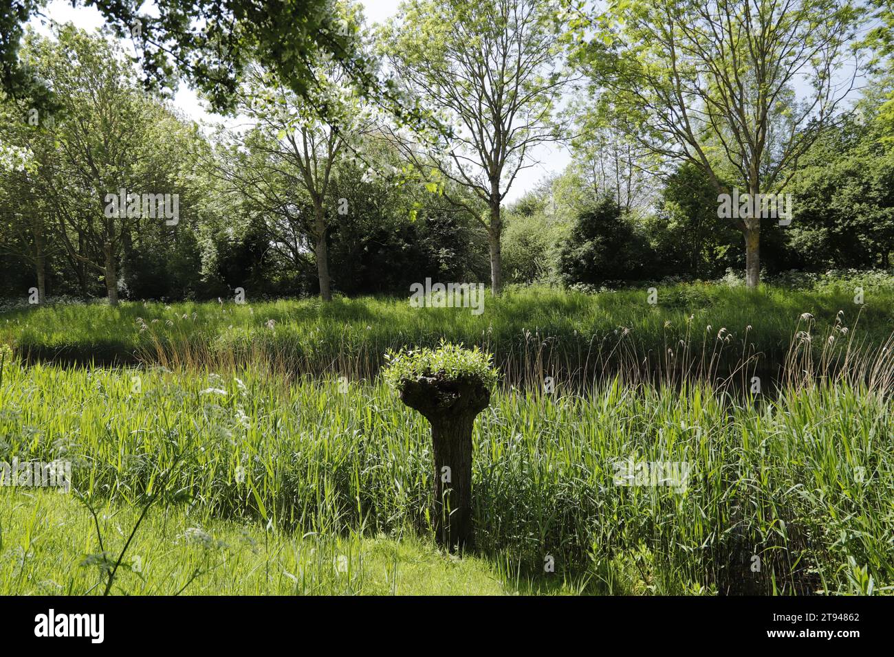Beautiful dutch landscape with willow trees, canals, reeds and lots of other flora. Stock Photo