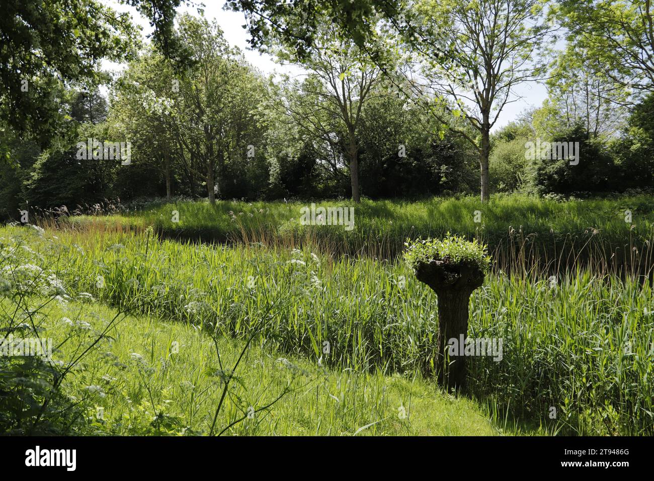 Beautiful dutch landscape with willow trees, canals, reeds and lots of other flora. Stock Photo