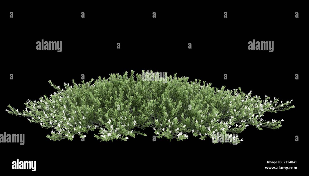 3d illustration of Myoporum Parvifolium bush isolated on black background Stock Photo