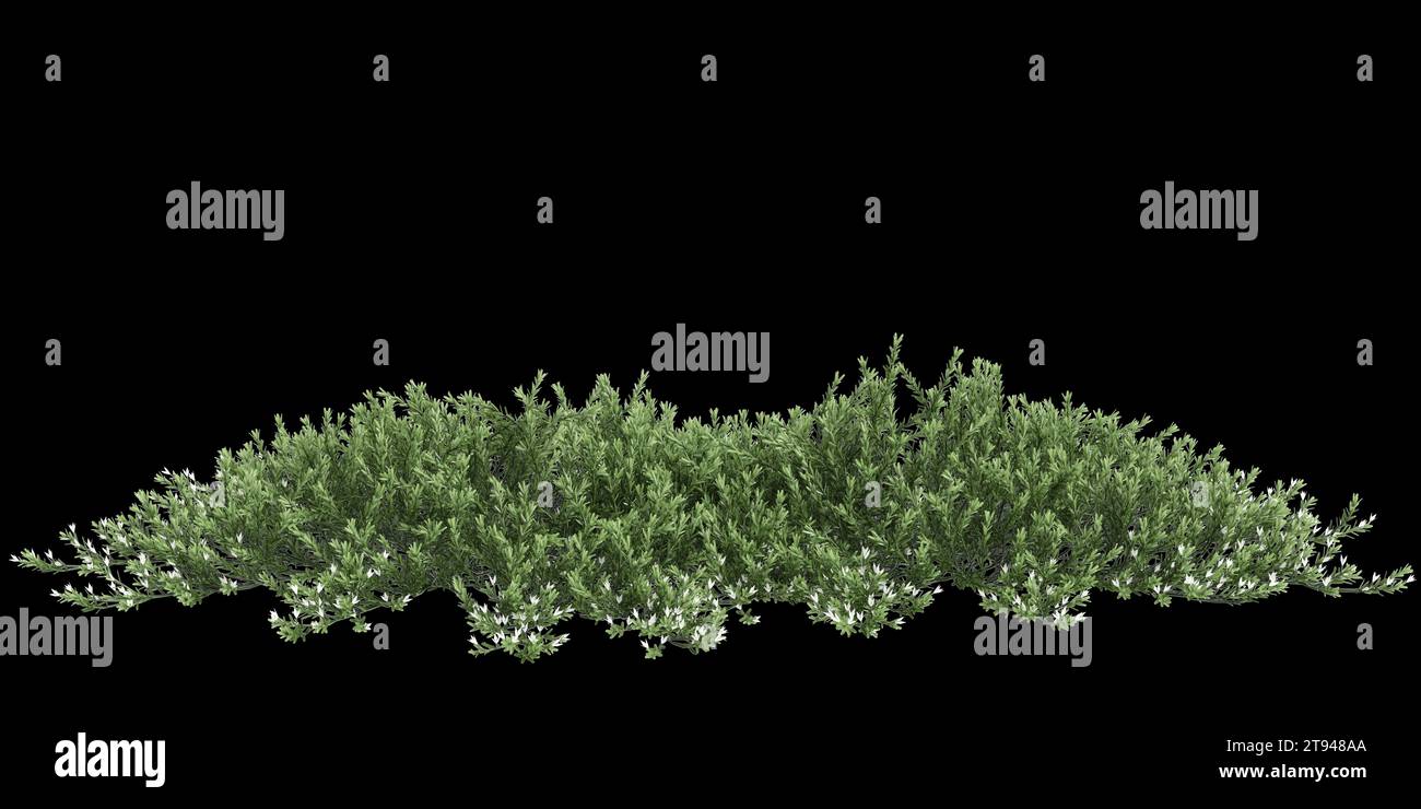 3d illustration of Myoporum Parvifolium bush isolated on black background Stock Photo