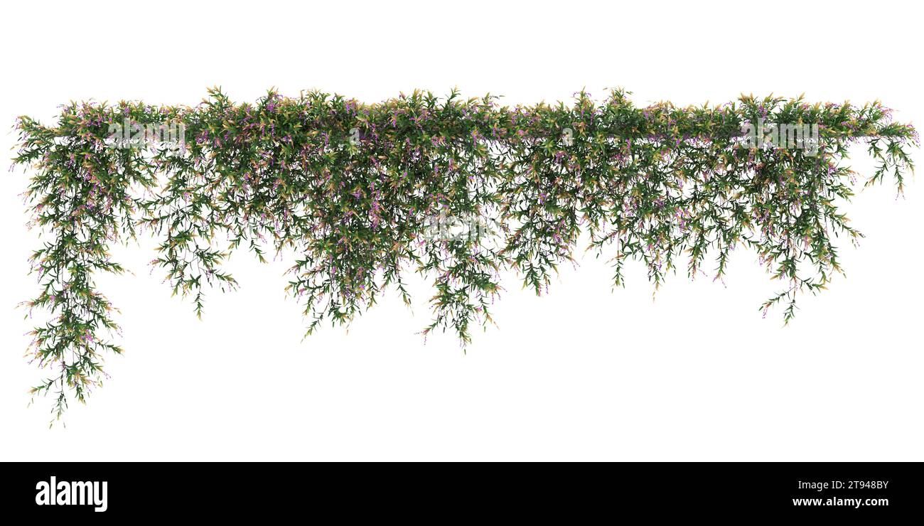 3d illustration of Hardenbergia Violacea hanging isolated on white background Stock Photo