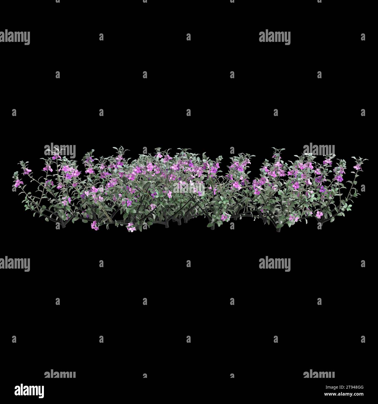 3d illustration of Leucophyllum Frutescens bush isolated on black background Stock Photo