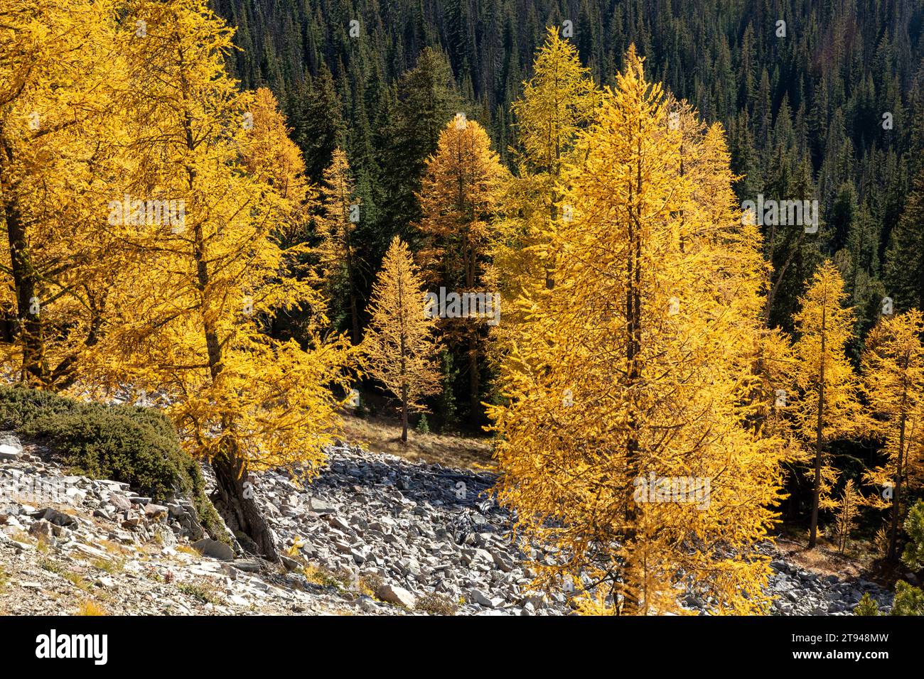 WA2374800...WASHINGTON Fall time in the North Cascades as the larch