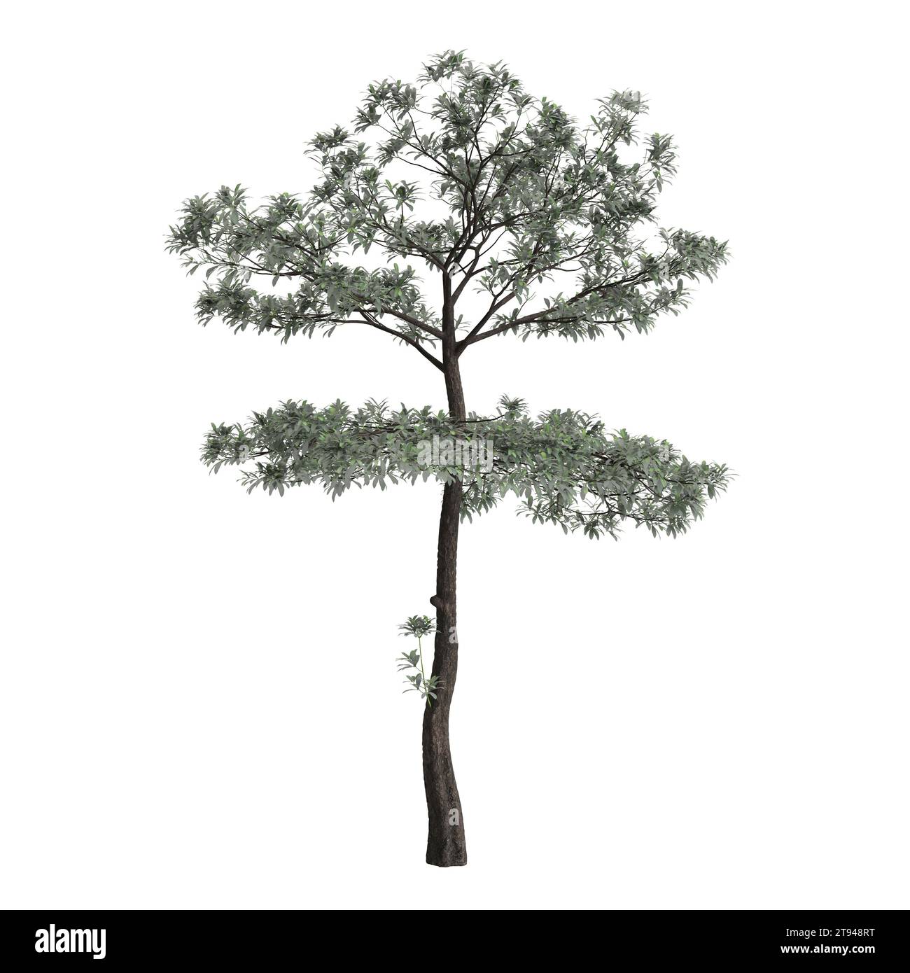 3d illustration of Alstonia scholaris tree isolated on white background Stock Photo