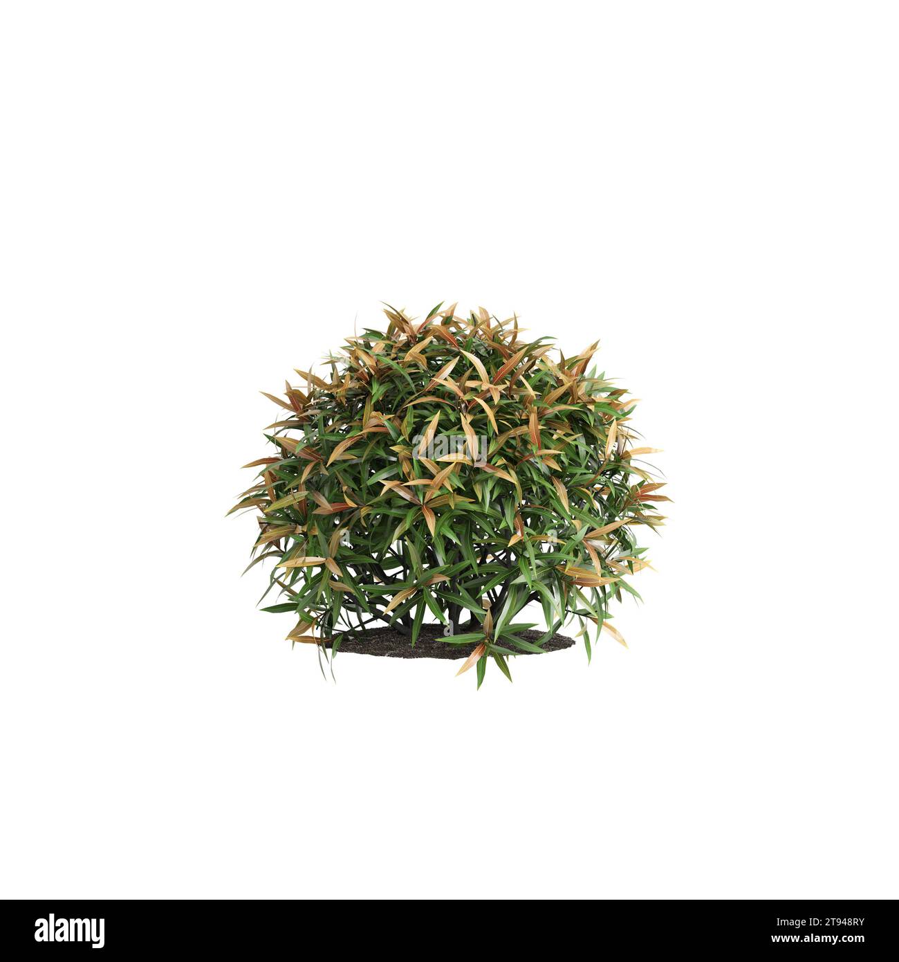 3d illustration of Leucothoe bush isolated on white background Stock Photo