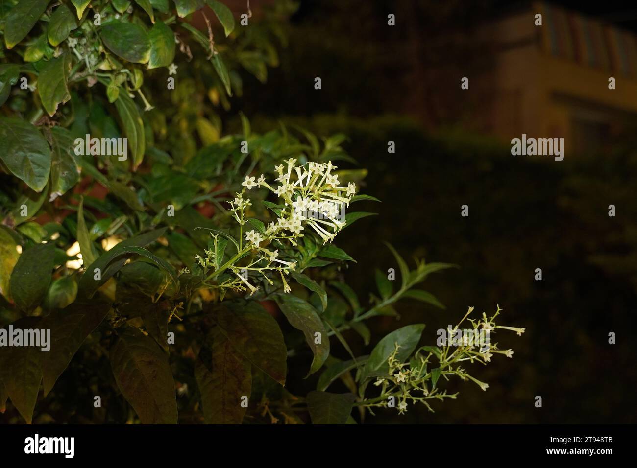 Night blooming jasmine, or Cestrum nocturnum flowers, opening in the dark Stock Photo