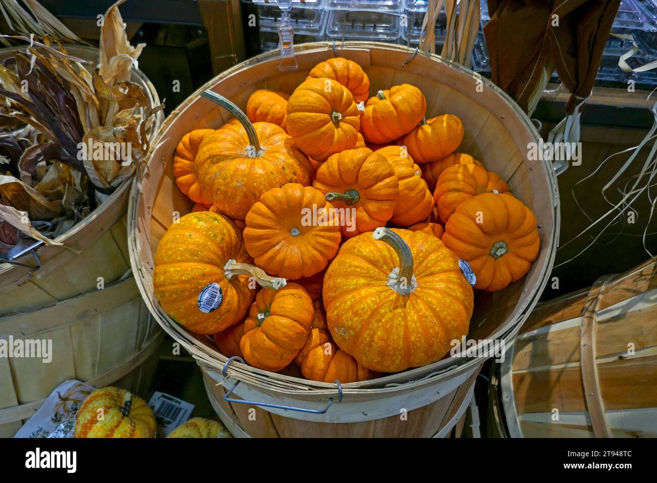 fALL PUMPKIN DISPLAY IN A LOCAL nORTH fLORIDA GROCERY STORE. Stock Photo