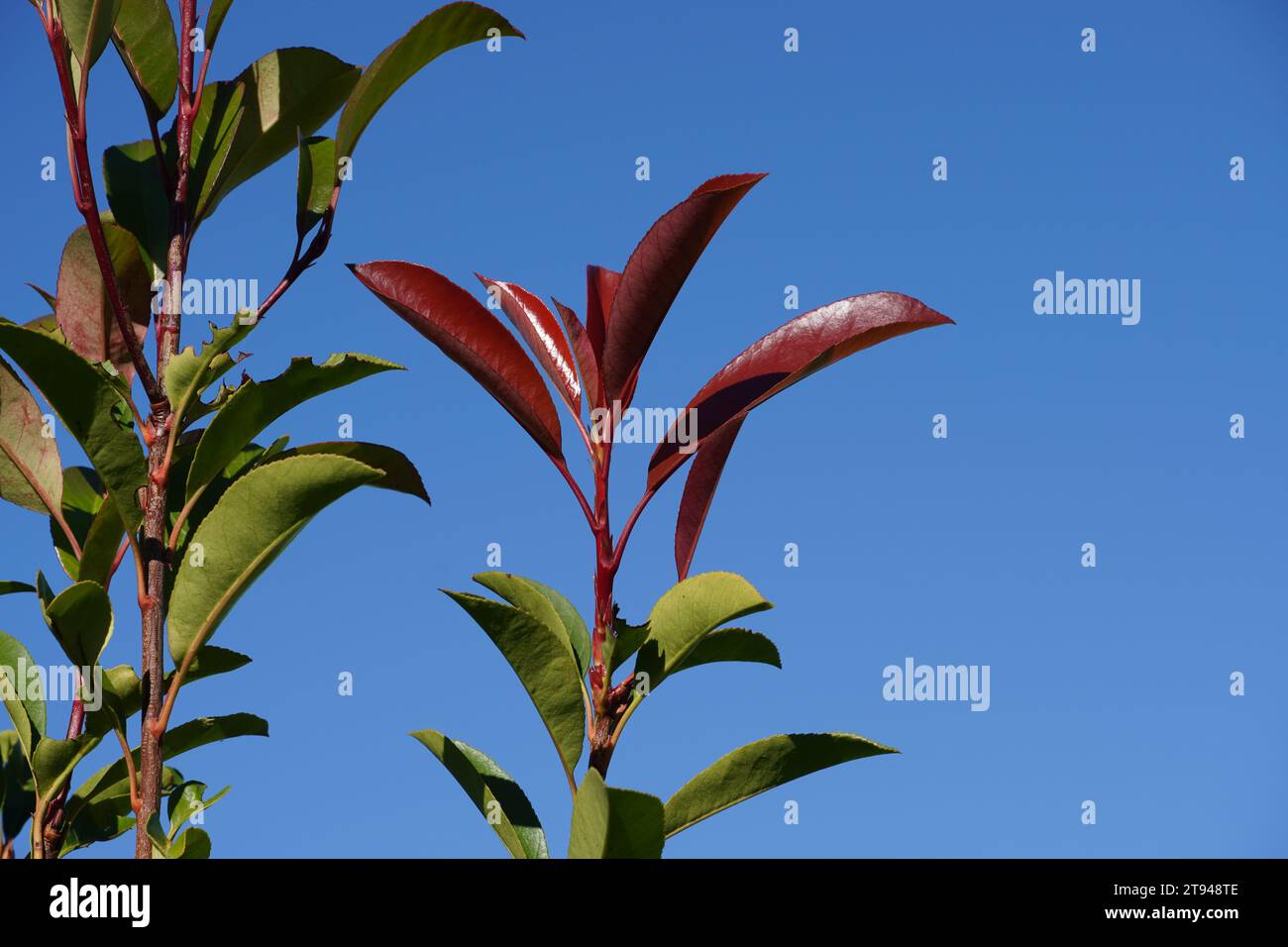 Red and green leaves of a photinia fraseri red robin shrub Stock Photo