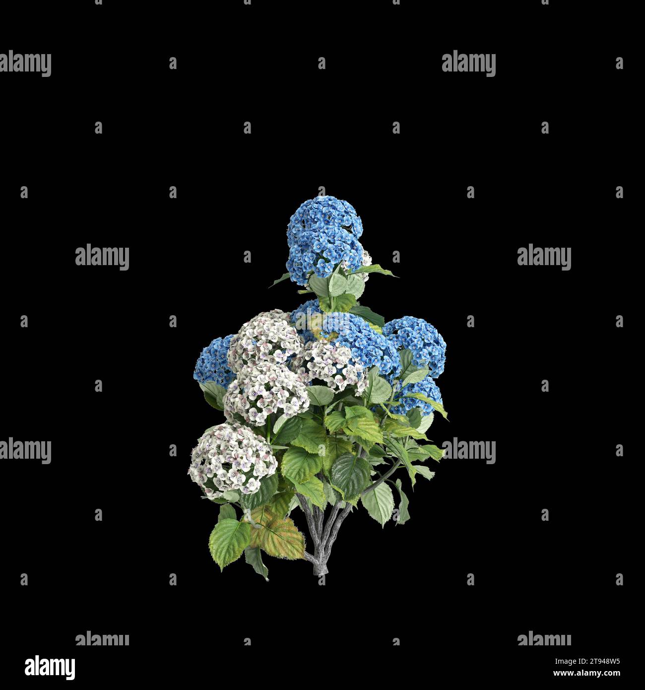 3d illustration of Hydrangea Macrophylla bush isolated on black ...